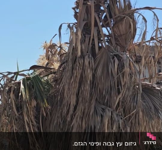 איש מקצוע מבצע עבודת גיזום וניקוי ענפים בעץ דקל בגובה
